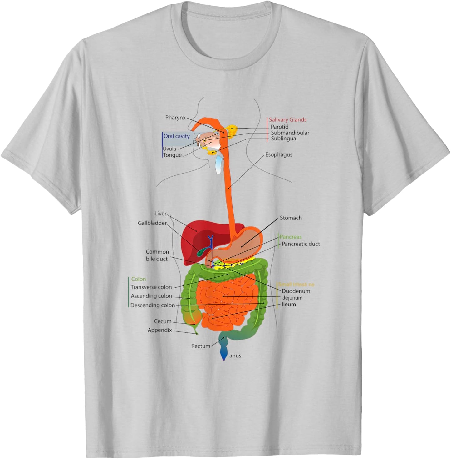 Human Body Digestive System Gastrointestinal Tract Anatomy T-Shirt - T-Shirt | Ash