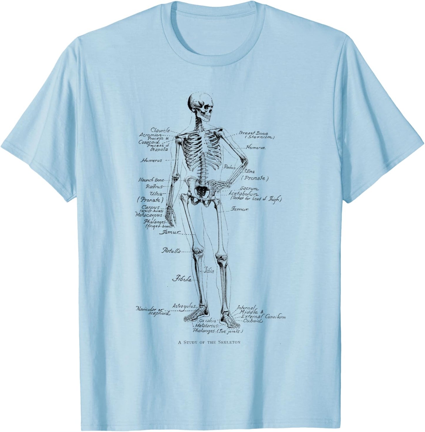 Human Skeleton Anatomical Skeleton bones T-Shirt - T-Shirt | Light Blue